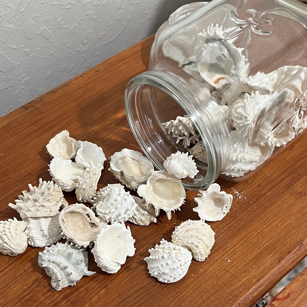 Vintage Fluer de lis Glass Jar with 50 + SpinyJewel BoxSeashells Different sizes